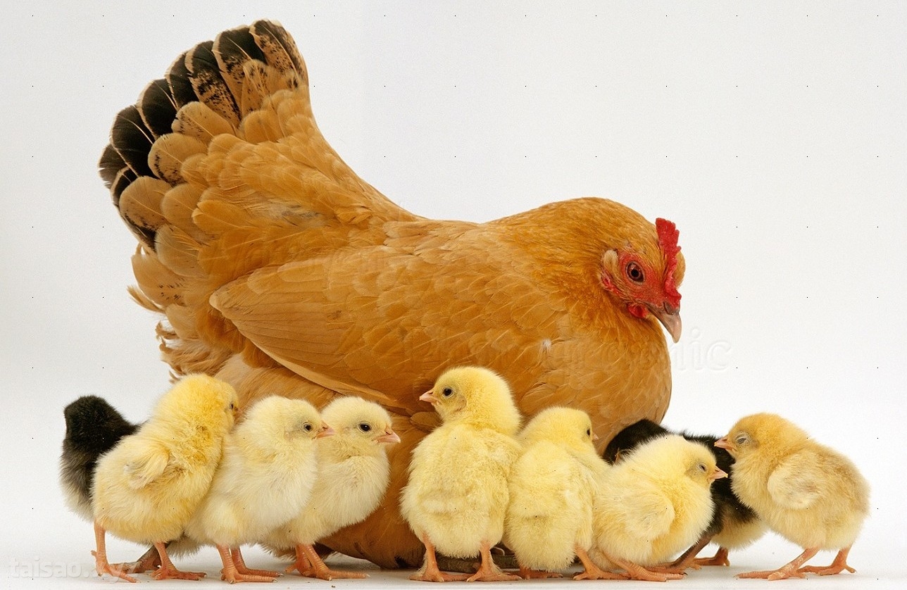 Những hình ảnh cực đáng yêu của gà con - Hình 4 | Động vật vui nhộn, Happy  friday, Đang yêu