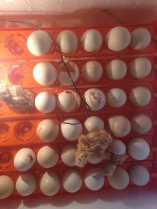 Máy ấp trứng