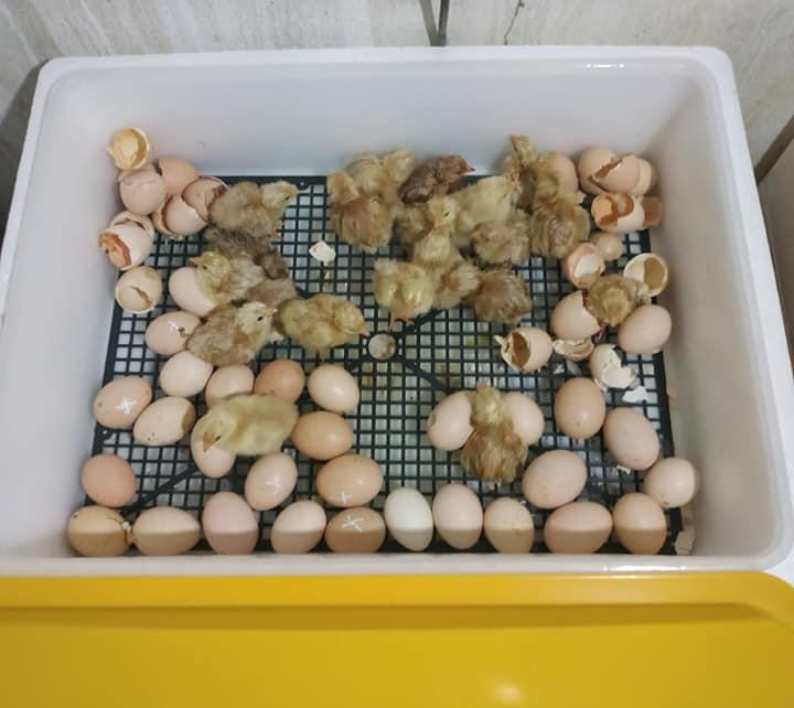 Khách hàng đánh giá Máy ấp trứng gà Ánh Dương - Ảnh 2