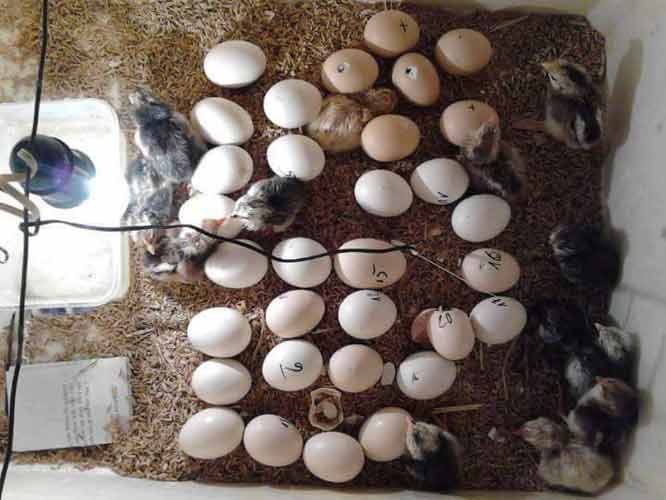 Khách hàng đánh giá Máy ấp trứng gà Ánh Dương - Ảnh 19