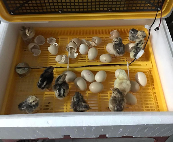 Khách hàng đánh giá Máy ấp trứng gà Ánh Dương - Ảnh 3
