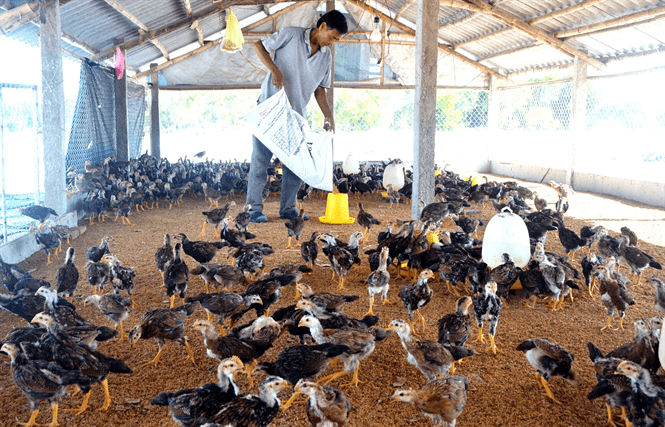 xử lý mùi hôi khi chăn nuôi gà